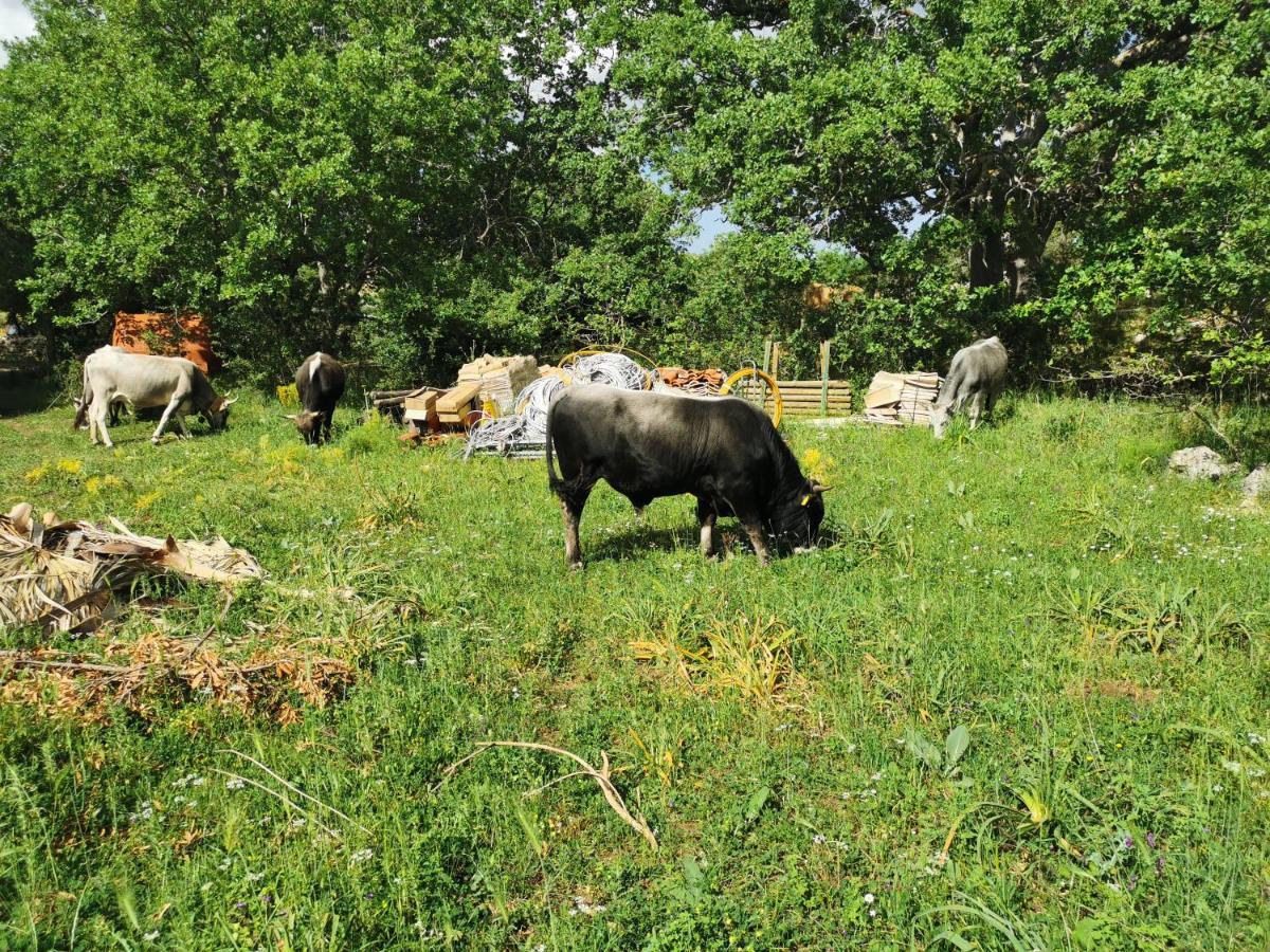 Tenuta Tedone Consolini Ruvo di Puglia Exterior foto