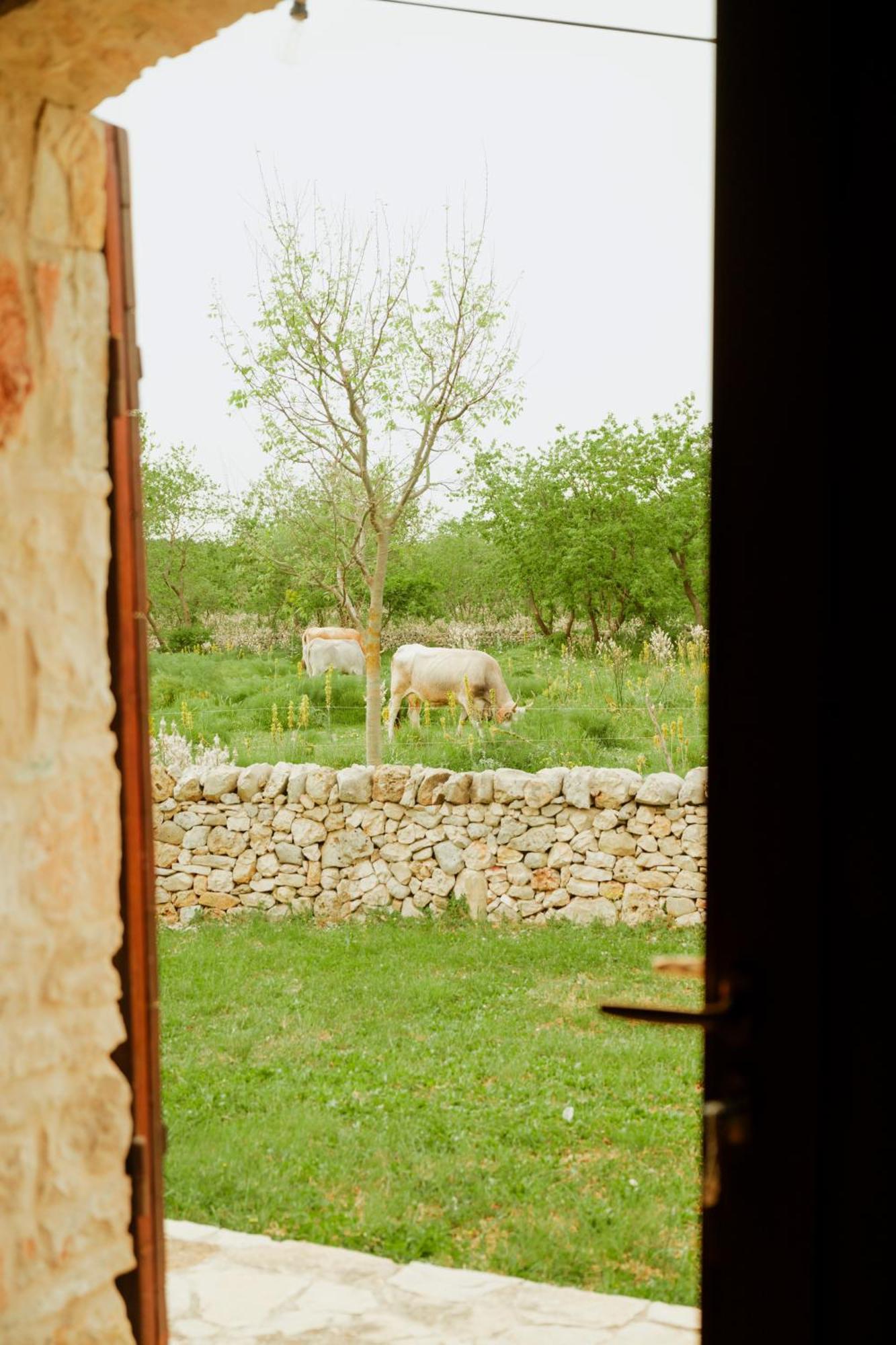 Tenuta Tedone Consolini Ruvo di Puglia Exterior foto
