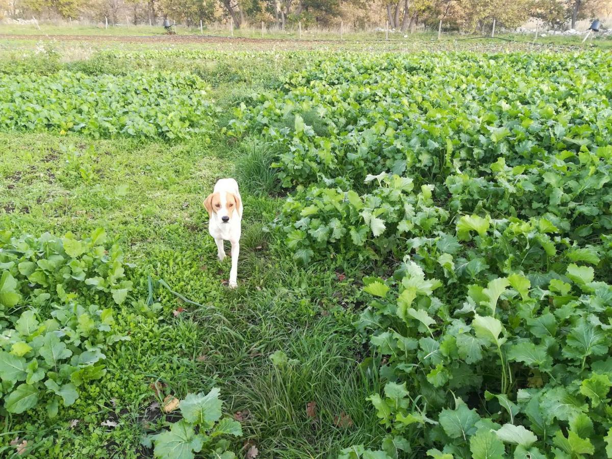 Tenuta Tedone Consolini Ruvo di Puglia Exterior foto