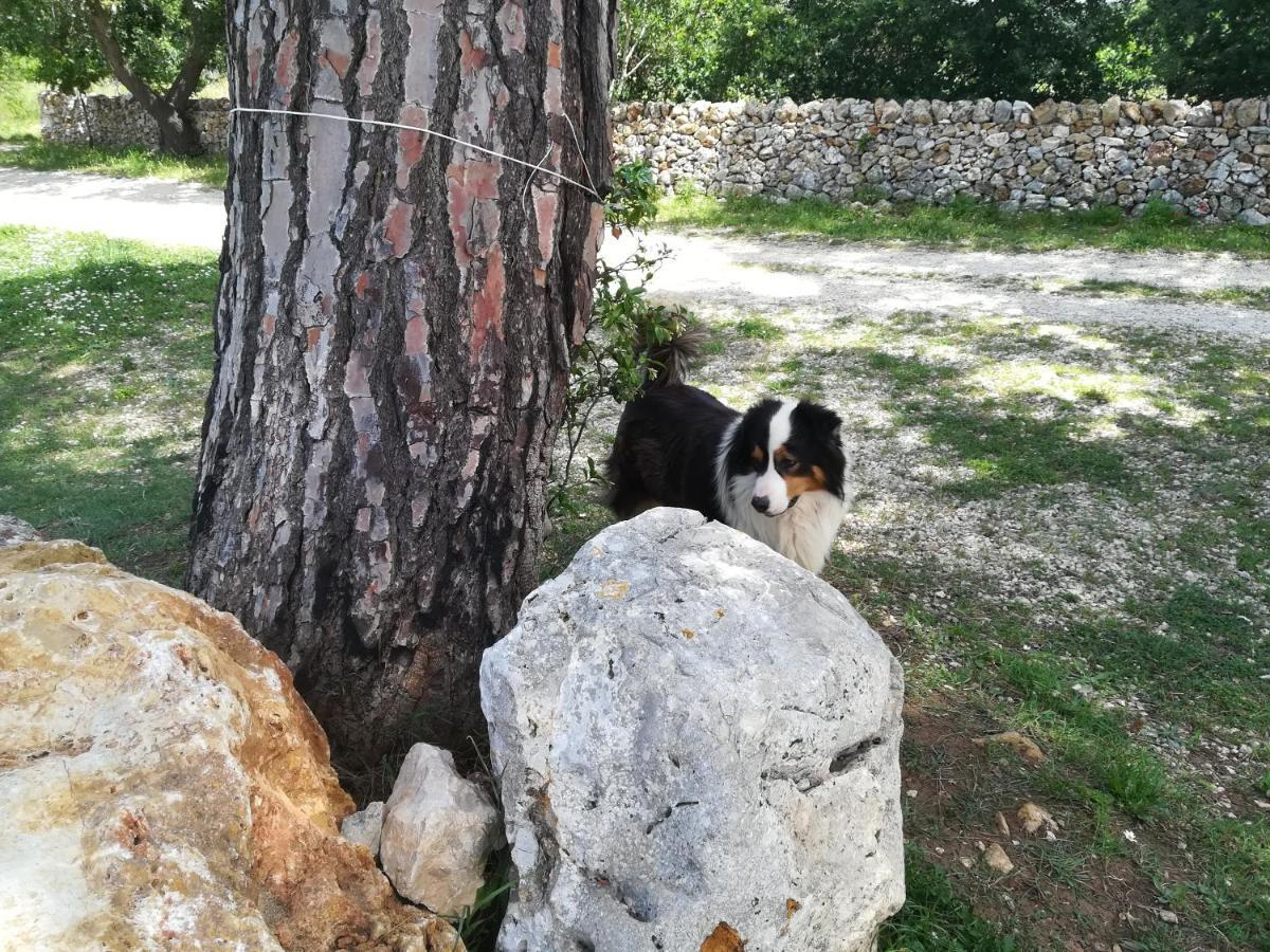 Tenuta Tedone Consolini Ruvo di Puglia Exterior foto